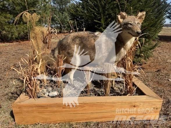 Coyote  Other