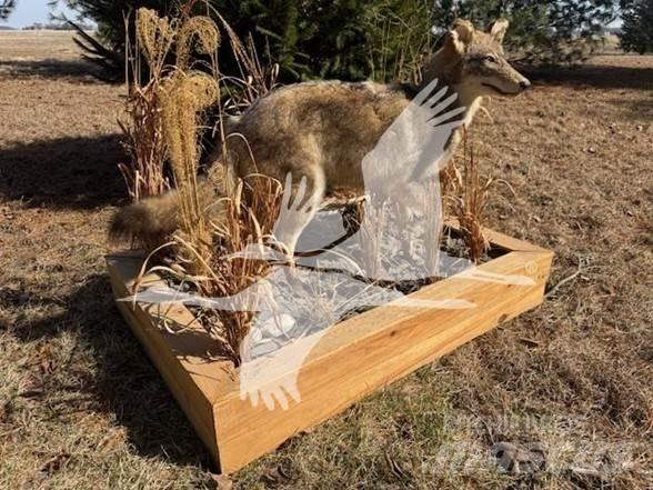 Coyote  Other