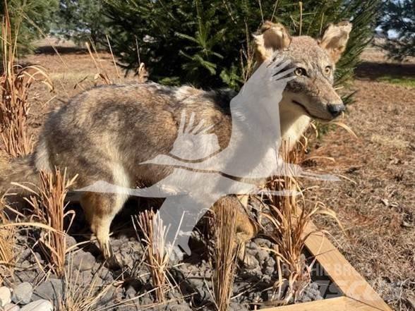 Coyote  Other