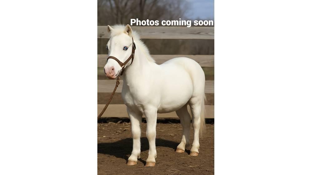  Pony 40" Milking equipment