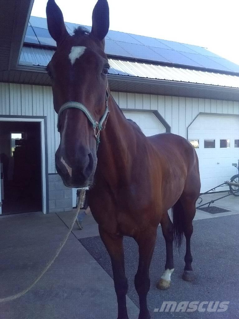  Standardbred Gelding Milking equipment