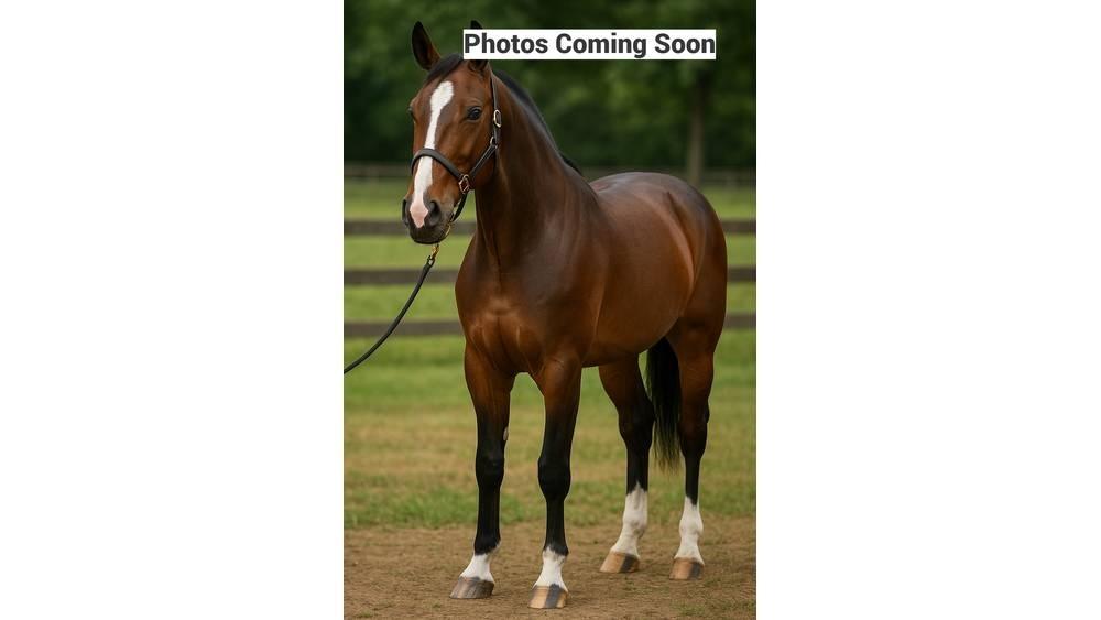  Horse Standardbred Other livestock machinery and accessories