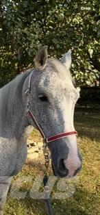  Horse Mare Other livestock machinery and accessories
