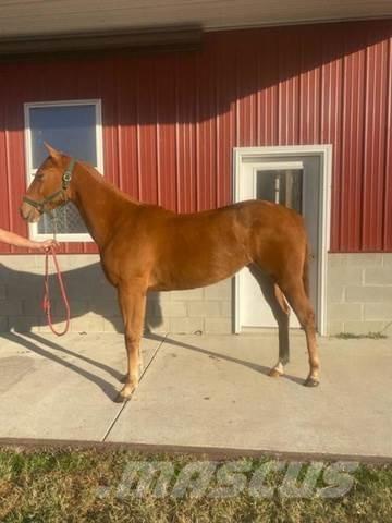  1-Year-Old Mare Other