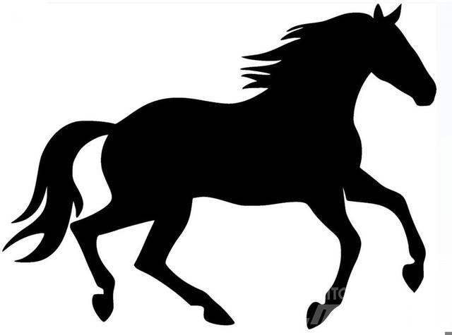  Dark Bay Stallion Other