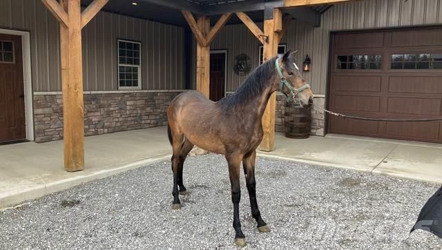 Morgan Filly Other