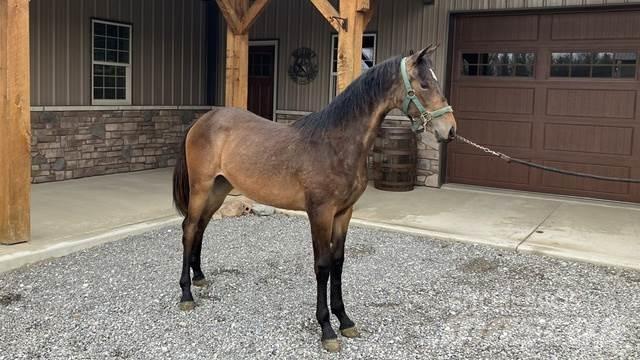 Morgan Filly Other