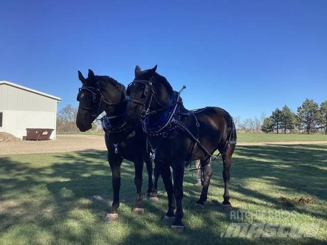  Percheron Team Other