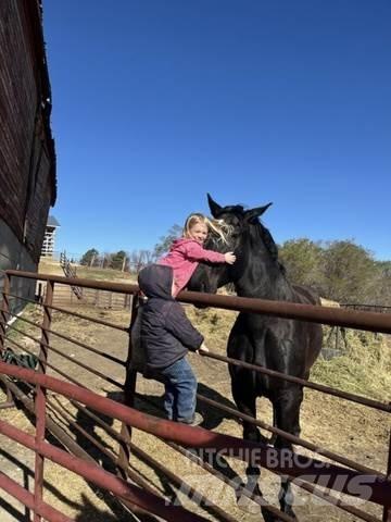  Percheron Team Other